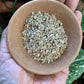 Aranya Cherry Tomato Seeds