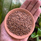 Aranya Kodo Millet (Kodra/Varagu/Harka)Seeds