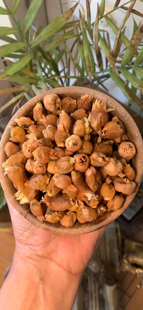 Aranya Mahua Flowers