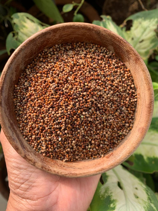 Aranya Finger Millet/ Bavto/ Ragi